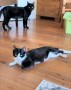 Baghira und Kira